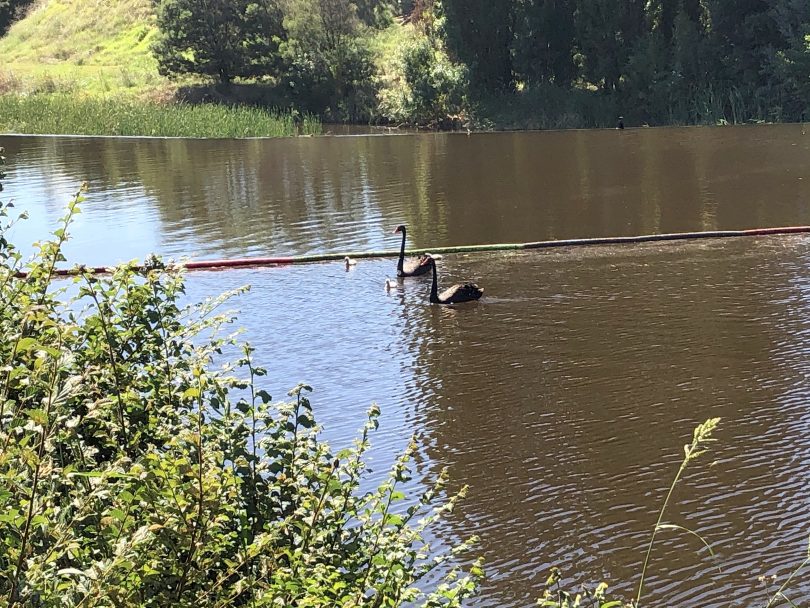 Swans and their cygnets in the Queanbeyan River.