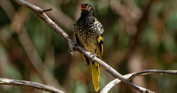 ANU outlines three ways to keep the regent honeyeater from singing its swan song