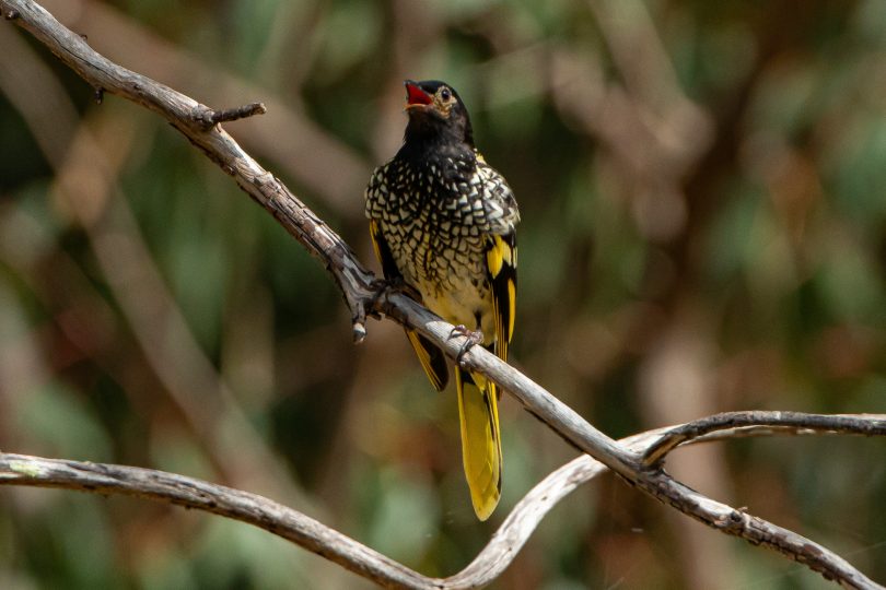 Regent honeyeater bird in tree