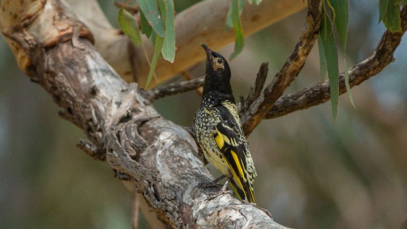 Regent honeyeater bird sitting in tree.