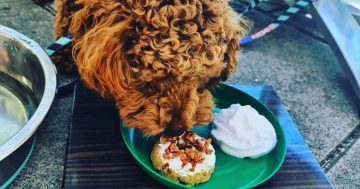 Take 3: Furry friends are welcome at Canberra’s dog-friendly lakeside cafes