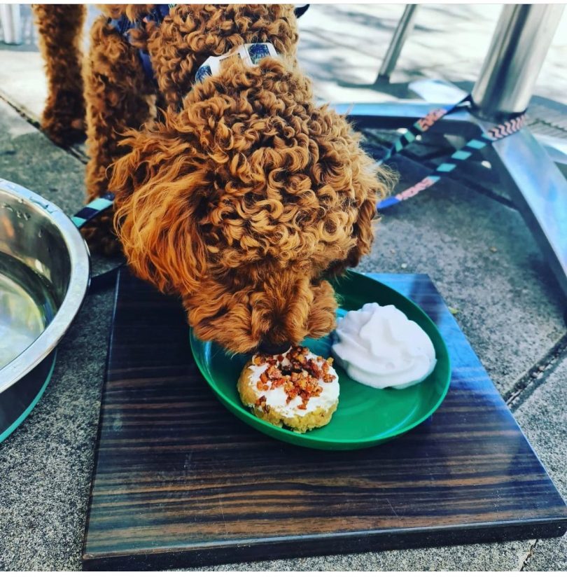 Take 3 Furry friends are welcome at Canberras dog-friendly lakeside cafes Riotact photo