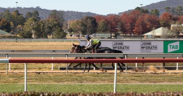 Canberra Racing Club exceeding horse welfare benchmarks