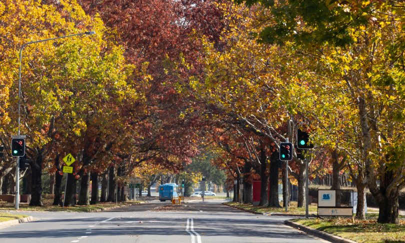 Autumn in Canberra