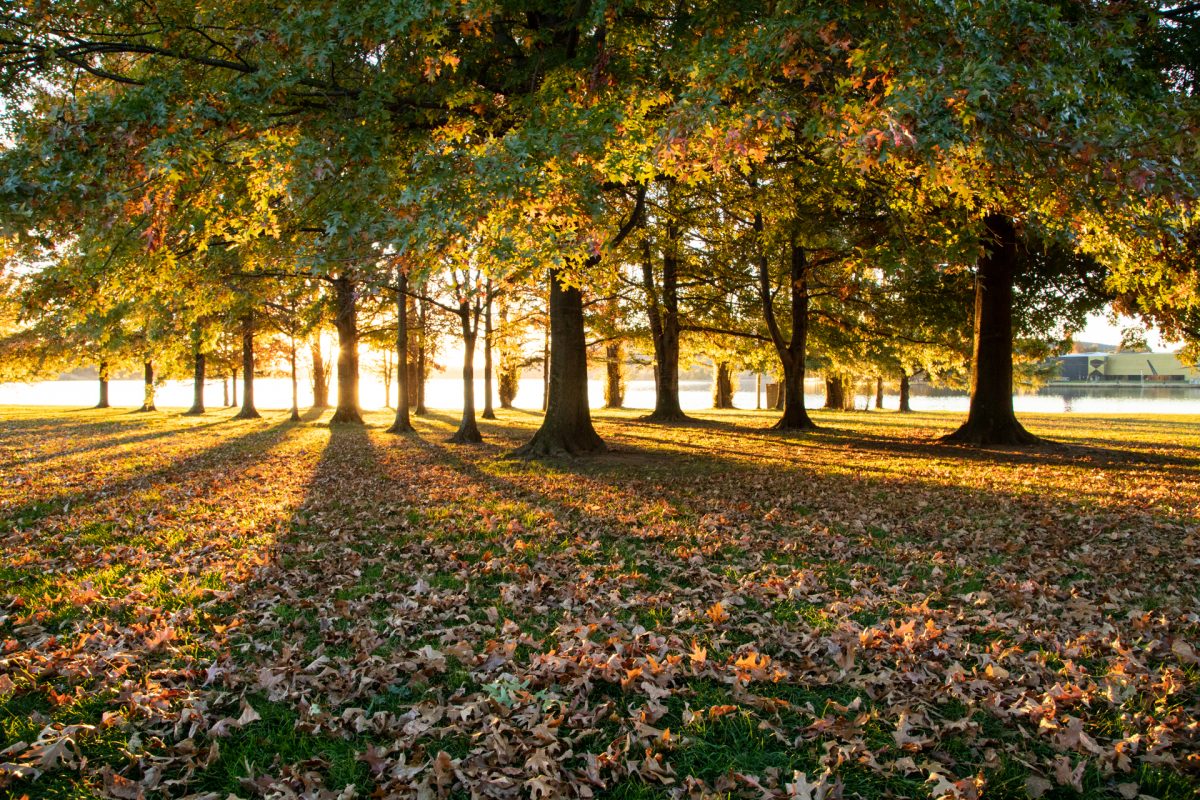 An autumnal scene of trees with golden leaves and leaves on the ground
