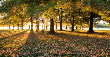 Reading Canberra's history through its tree leaves