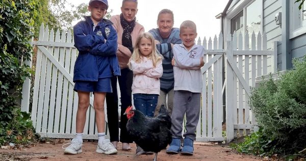 Queanbeyan's street chicken crosses the road, foul play ruled out
