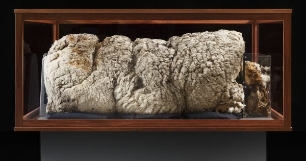 Chris, the sheep with the heaviest fleece, lives on at the National Museum of Australia