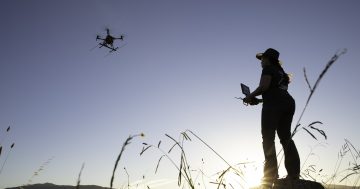 A game of drones making wildlife tracking easier