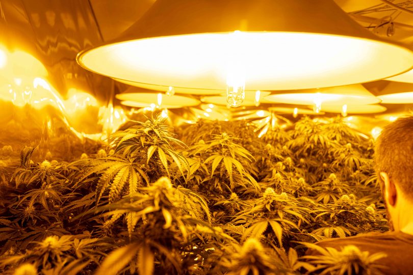 Cannabis plants under grow lights in house at Dunlop