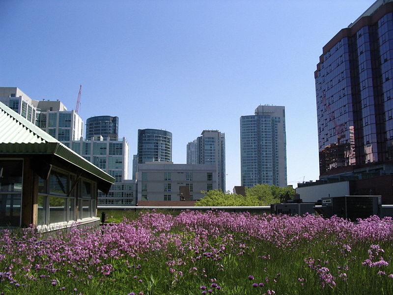 Green roof in Toronto