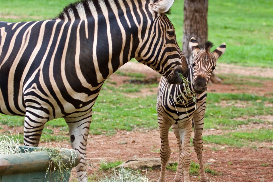 Zebra foal earns its stripes as holiday crowds flock to zoo | Riotact