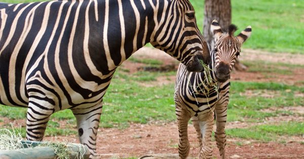 Zebra foal earns its stripes as holiday crowds flock to zoo