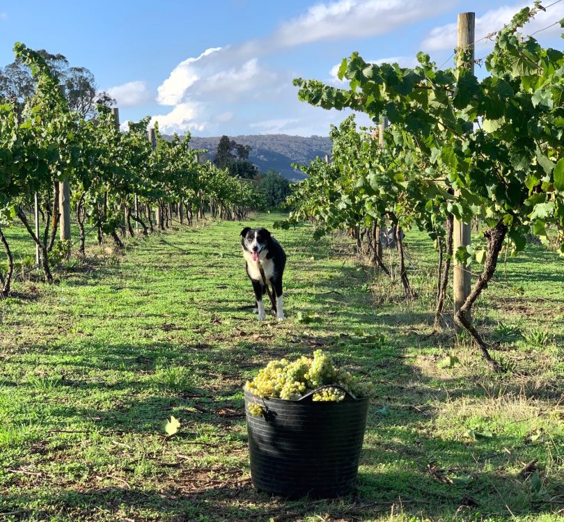 Border-collie 