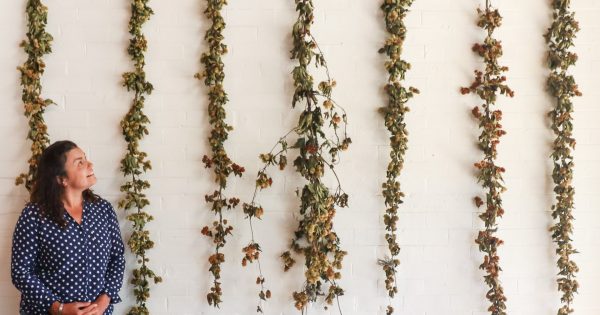 Horticulturalist sees hops in a new light after disappointing harvest