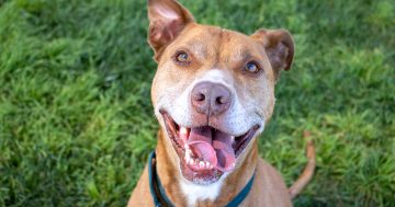 RSPCA's Pets of the Week - Jerry, Marshmallow & Bubblegum