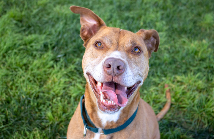 RSPCA's Pets of the Week - Jerry, Marshmallow & Bubblegum | Riotact