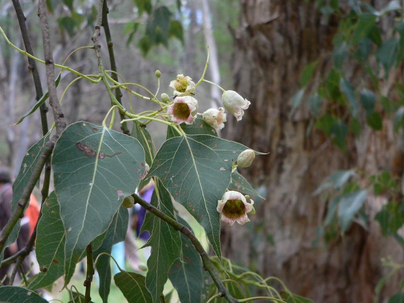 Kurrajong leaves and flowers