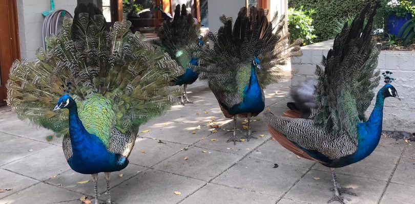 Three peafowl in Narrabundah backyard