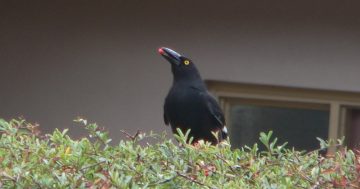 Keep your eyes peeled for highly invasive weeds harming our flora, fauna