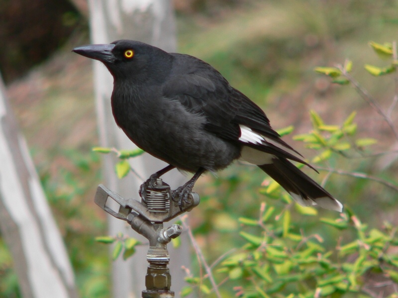 Pied currawong