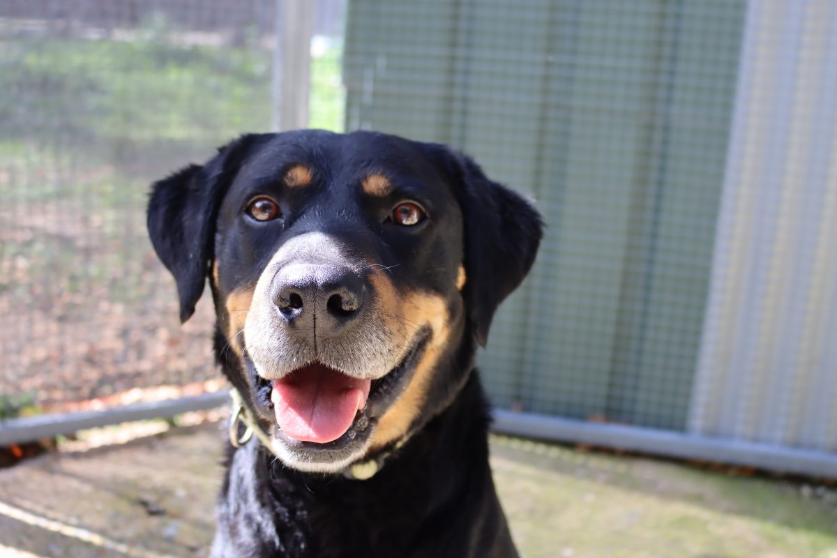 Black and tan dog 'smiling' at camera