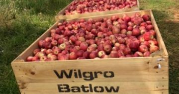 Batlow farmer reshapes his apple-growing future