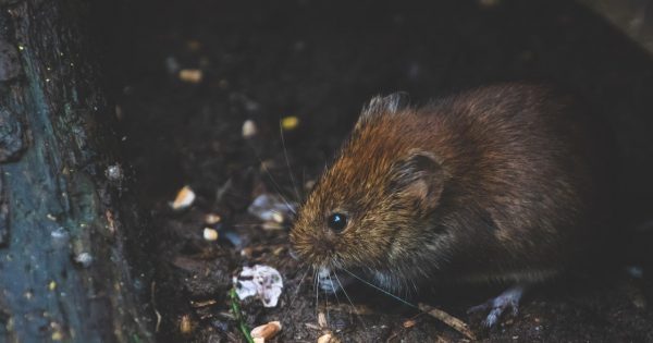 Coping with the psychological impact of mouse plagues