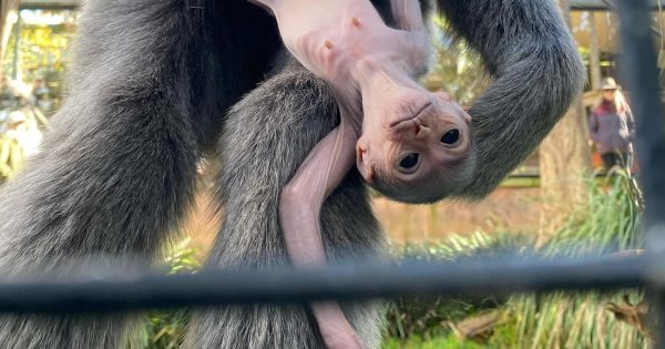 Mogo Wildlife Park celebrates birth of endangered silvery gibbon