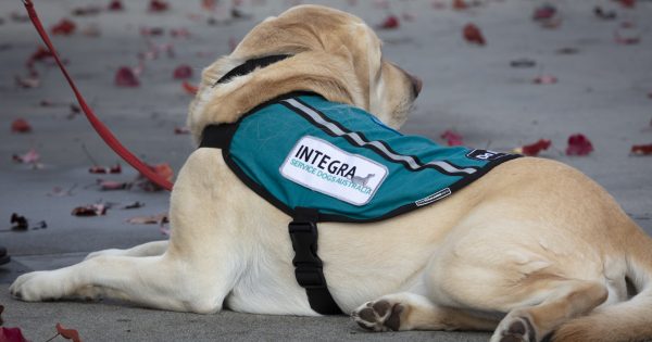 Community banks, service dogs team up to lead veterans through life's stresses