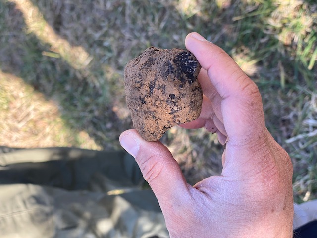 Black truffle from Blue Frog Truffles