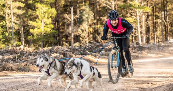 Sled Dog Club on the trail of fun in Canberra