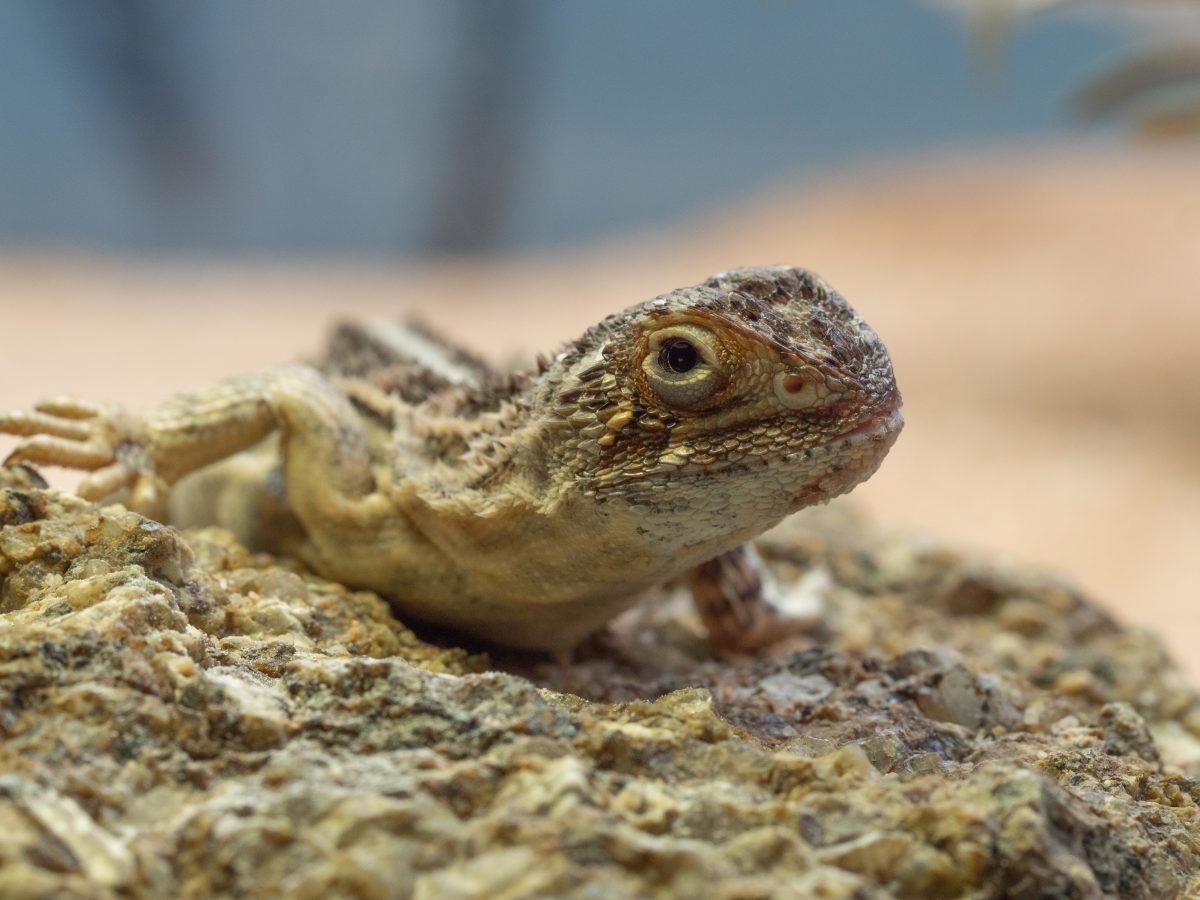 A Grassland Earless Dragon in the breeding facility at Tidbinbilla Nature Reserve