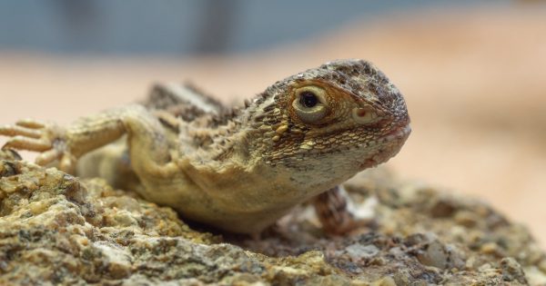 Training dragons to breed at new Tidbinbilla facility