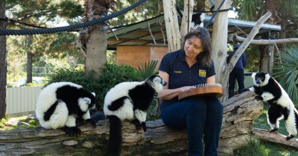 Music's charms soothe the savage beasts at the National Zoo