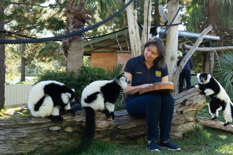 Harpist Alison Ware plays to Ruffed Lemurs