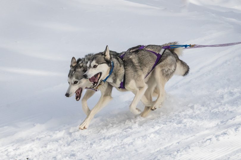 Two huskies running in the snow