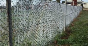 Thousands of spiders blanket rural NSW with their webs