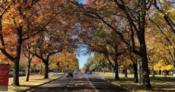 NCA planting program to boost tree canopy cover and climate-resilient species