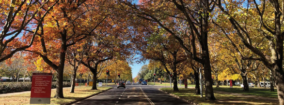 NCA planting program to boost tree canopy cover and climate-resilient species