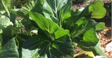 Notes from the Kitchen Garden: May means planting many more lovely leafy greens