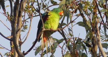 Swift action needed as endangered bird appears in Canberra