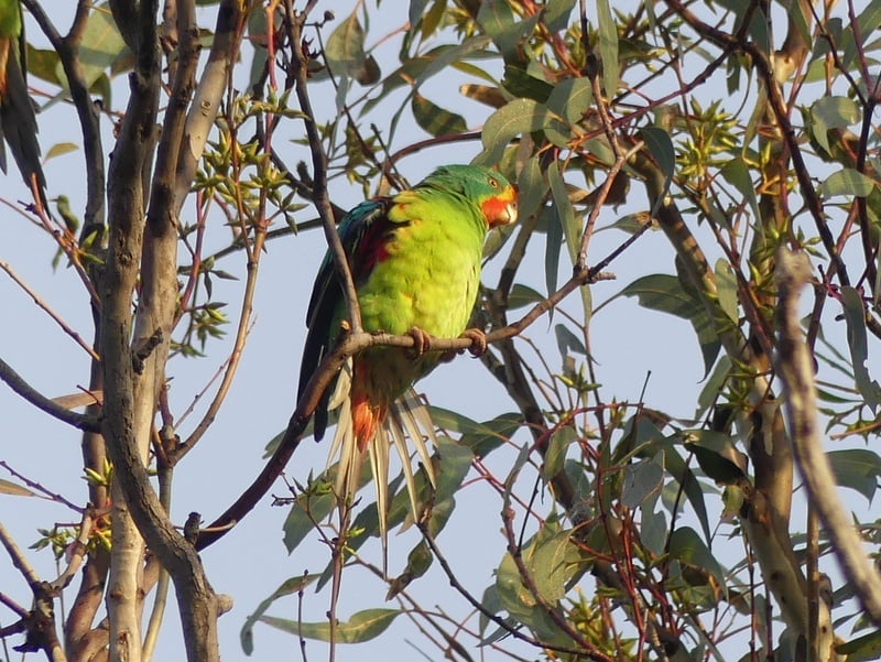 Swift action needed as endangered bird appears in Canberra | Riotact