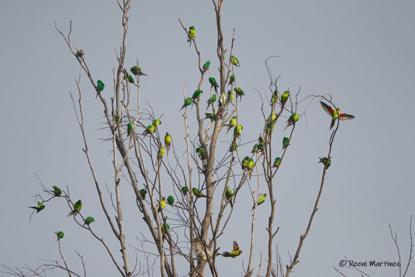 A pandemonium of Swift Parrots 