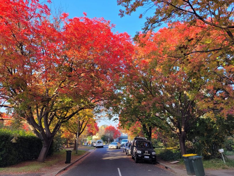 Dooring St in Braddon