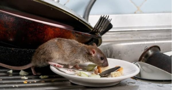 Misguided mouse baiting could have deadly consequences for wildlife, say local experts