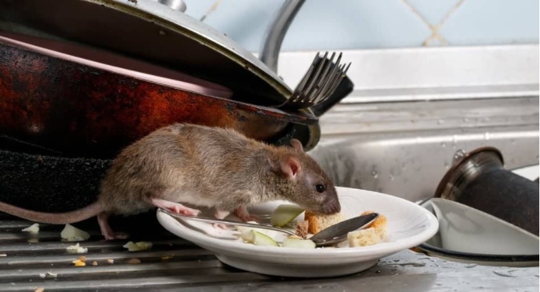 Mouse in kitchen