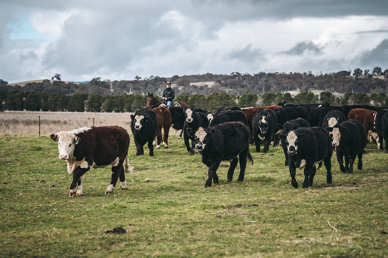 Claystone Farm, Hoskinstown