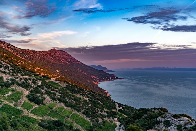 Croatia Vineyards