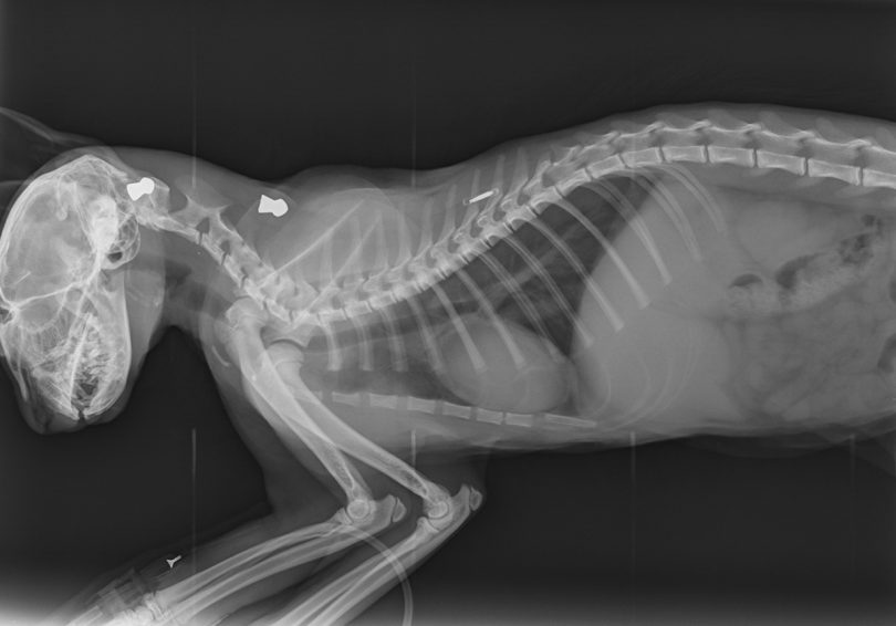 X-ray of Fergus the kitten with several pellets inside him